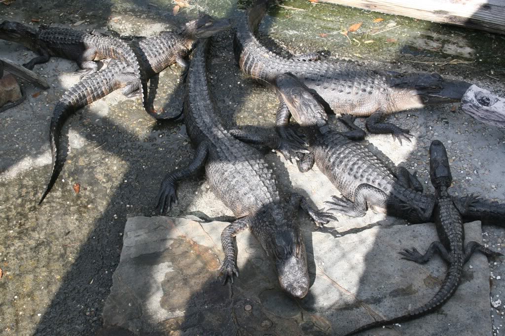 Name:  IMG_642054.jpg
Views: 31
Size:  215.4 KB