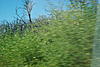 Meet in Southern California?-burnt-trees.jpg
