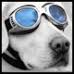 HappyDog's Avatar